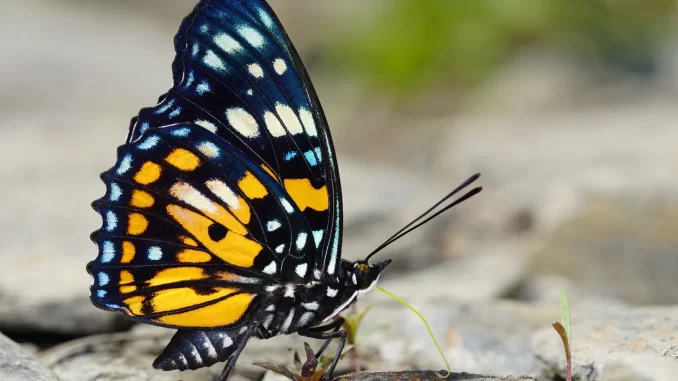 Eastern court butterfly (Sephisa chandra). Not to be confused with the Madrid courtier or common courtier (Fumigant venditor), so common in our geography